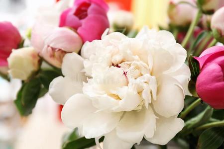 花束关于美丽的富有色彩的牡丹花