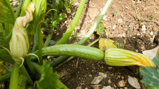 夏季产南瓜之一种植物向指已提到的人泥土新鲜的绿色的花