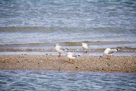 海.美丽的海景画.海gulls向指已提到的人海.