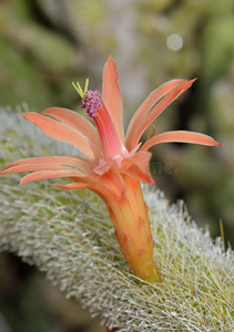 金色的大老鼠尾仙人掌照片