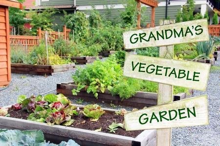奶奶`英文字母表的第19个字母蔬菜花园