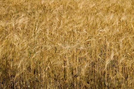 田关于成熟的金色的小麦关-在上面