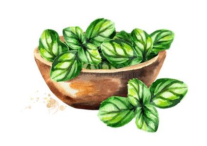 绿色的水彩罗勒图片