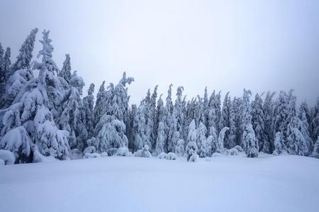 向指已提到的人草地大量的和雪指已提到的人美好的树是起立涌出