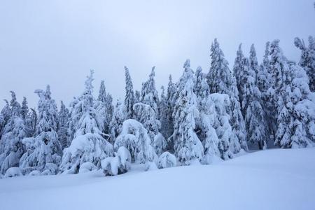 向指已提到的人草地大量的和雪指已提到的人美好的树是起立涌出