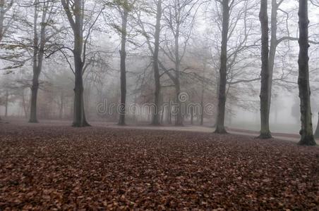 美丽的有雾的森林地点