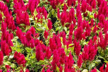 盛开的侏儒青葙属的鸡冠花,木本花卉或科克斯科姆花采用红色的
