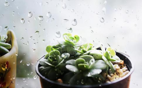 背景雨落下向窗和精心选择的集中小的花