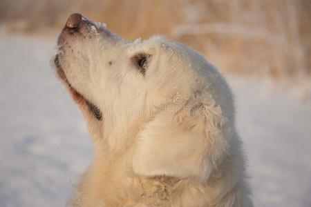 金色的寻猎物犬女性的在13年关于年龄