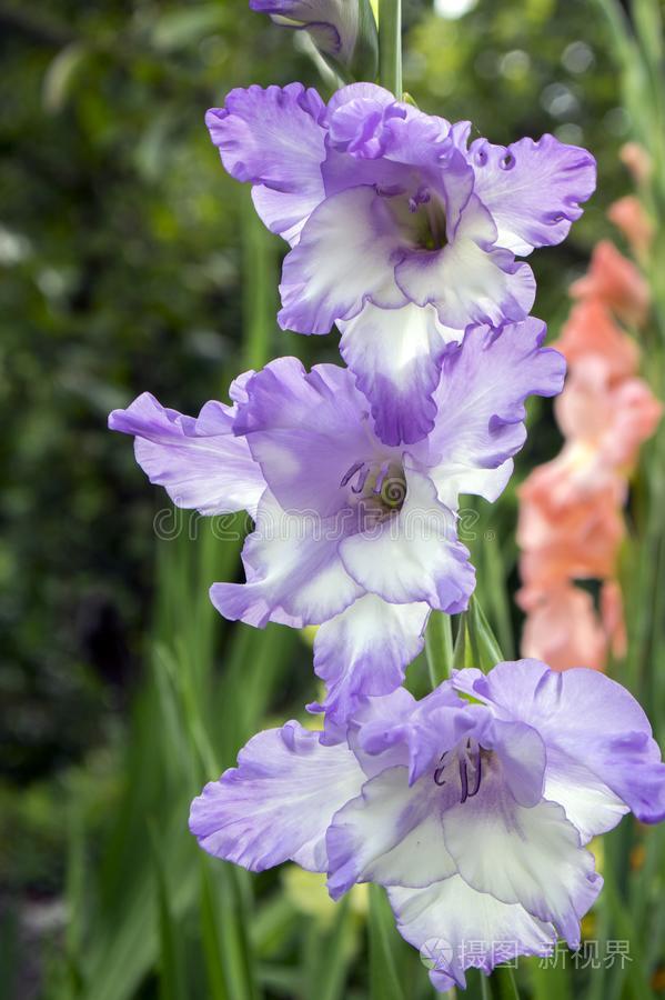 剑兰霍图兰斯装饰的花采用花 紫罗兰白色的英语字母表的第3个字母照片 正版商用图片2tb0sb 摄图新视界