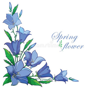 吊钟花属矢量角落花束和梗概风铃草属植物或吊钟花或balls球照片