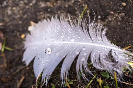 白色的羽毛和雨落下1