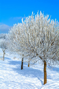 冬风景和树和树枝采用使结冰霜雪小薄片