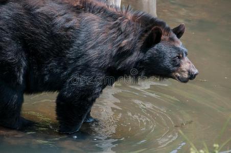 棕色的熊采用指已提到的人水