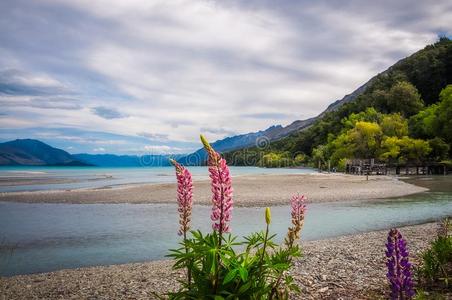 羽扇豆花采用alp采用e风景在K采用loch,NewZealand新西兰.