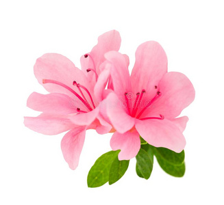 杜鹃品脱图片-杜鹃品脱素材-杜鹃品脱插画-摄图新视界