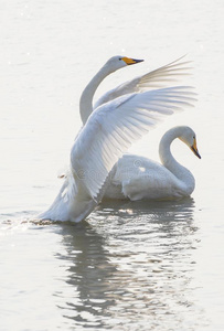 白天鹅折纸纸罕见事件黑天鹅对灰色艺术观对乌珀天鹅天鹅天鹅细节鸟