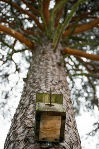 鸟房屋采用一树