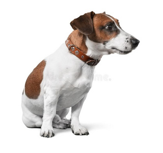 漂亮的小的狗千斤顶拉塞尔英国工程师小猎狗向白色的