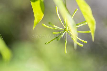 金-灰尘龙血树属植物花