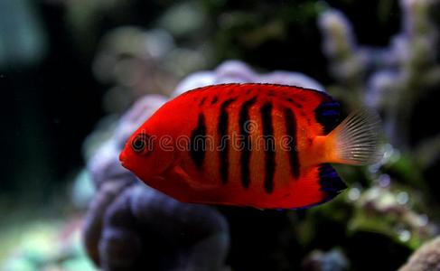 火焰扁鲨-刺尻鱼顶鞭毛束照片