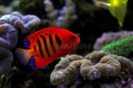 火焰扁鲨-刺尻鱼顶鞭毛束照片