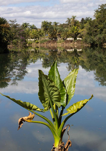 植物采用绿色的颜色和大大地树叶采用前面关于一l一kec一us采用