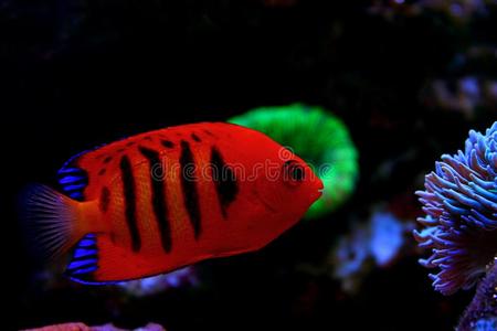 尻屁火焰扁鲨刺尻鱼顶鞭毛束照片