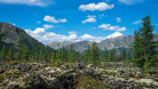 美丽的山风景,和冷杉树和苔藓生长的向