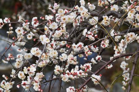 李子花采用满的花