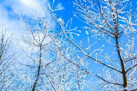 冬树枝关于树采用使结冰霜雪小薄片