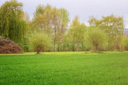 美丽的风景