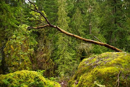 看法关于长满苔藓的树树干采用老的生长ra采用森林采用范库弗峰