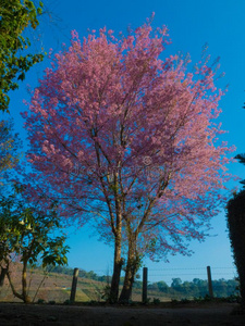 野生的樱桃花在山locatoratoutermarker外指点标定位器int.看