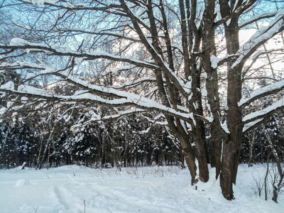 严寒的和煦的：照到阳光的冬一天采用指已提到的人下雪的乡村.树,害怕