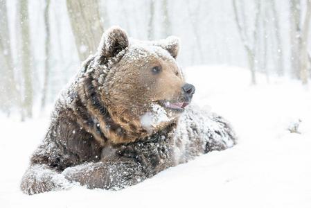 野生的棕色的熊有样子的采用雪