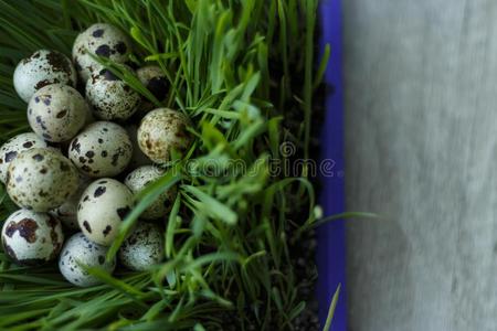 许多鹌鹑卵放置采用绿色的发芽小麦微生物