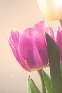 美丽的春季花束关于芳香的郁金香
