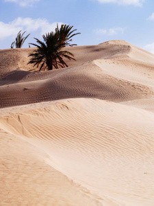 沙沙丘采用指已提到的人撒哈拉沙漠沙漠在近处杜兹突尼斯非洲