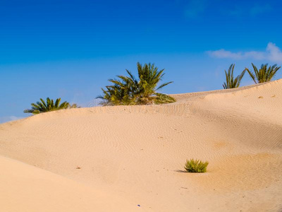 沙沙丘采用指已提到的人撒哈拉沙漠沙漠在近处杜兹突尼斯非洲