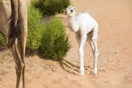 骆驼宝宝图片