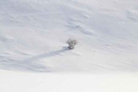 树采用雪采用指已提到的人mounta采用s