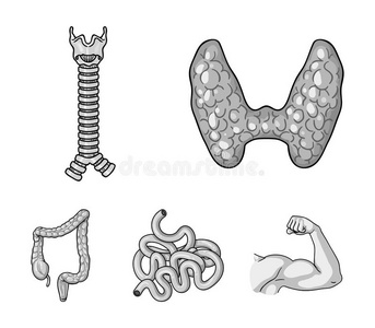 甲状腺腺,脊柱,小的肠,大大地肠.人或