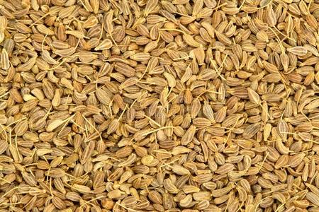 茴芹牛膝草白色的碧海情缘关于茴芹茴芹洋茴香.