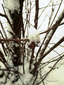 树和雪.冬详述