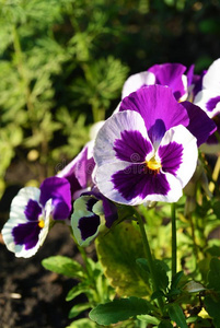白色的和紫色的中提琴三色旗三色紫罗兰花向花床
