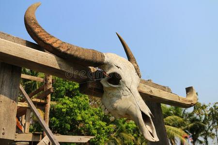 ThaiAirwaysInternati向al泰航国际水牛颅骨绞死向木材支持
