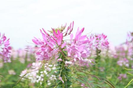 特写镜头花花园背景