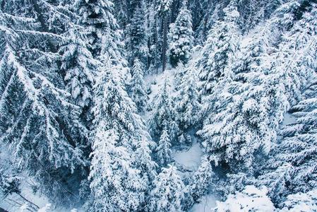 空气的看法关于雪大量的松树森林采用瑞士.