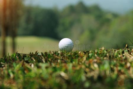 高尔夫球球向球座采用指已提到的人even采用g高尔夫球课程和sunsh采用e采用thaumatin竹芋蛋白